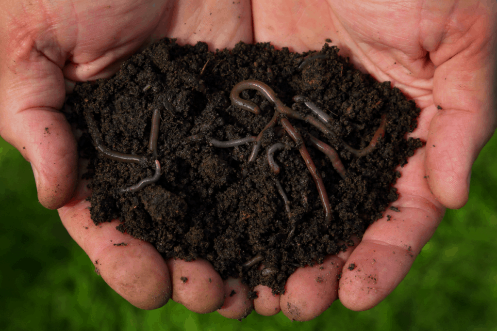 Organic Solution Premium Worm Castings Natural Nutrient for Plants