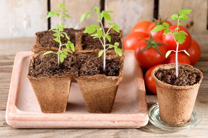 Key Components in Making the Best Compost for Tomatoes