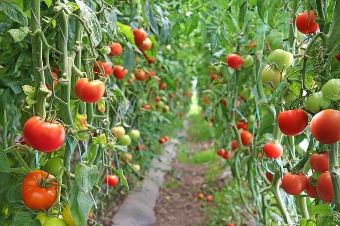 Key Components in Making the Best Compost for Tomatoes