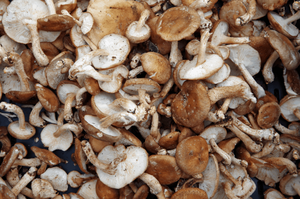 Plants That Do Not Like Mushroom Compost Quick Guide Grower Today