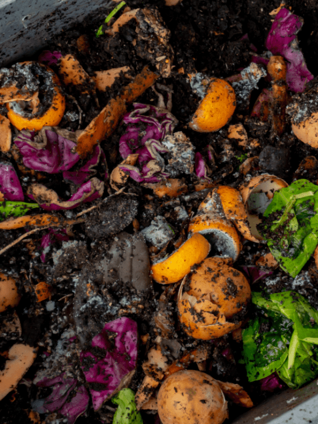 cropped-how-to-compost-in-an-apartment.png