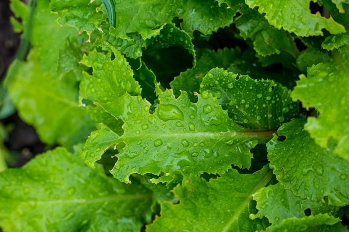 Compost Tea Feeding Schedule