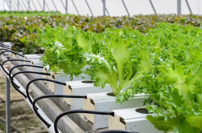 The Definitive Guide for Organic Hydroponic Nutrients