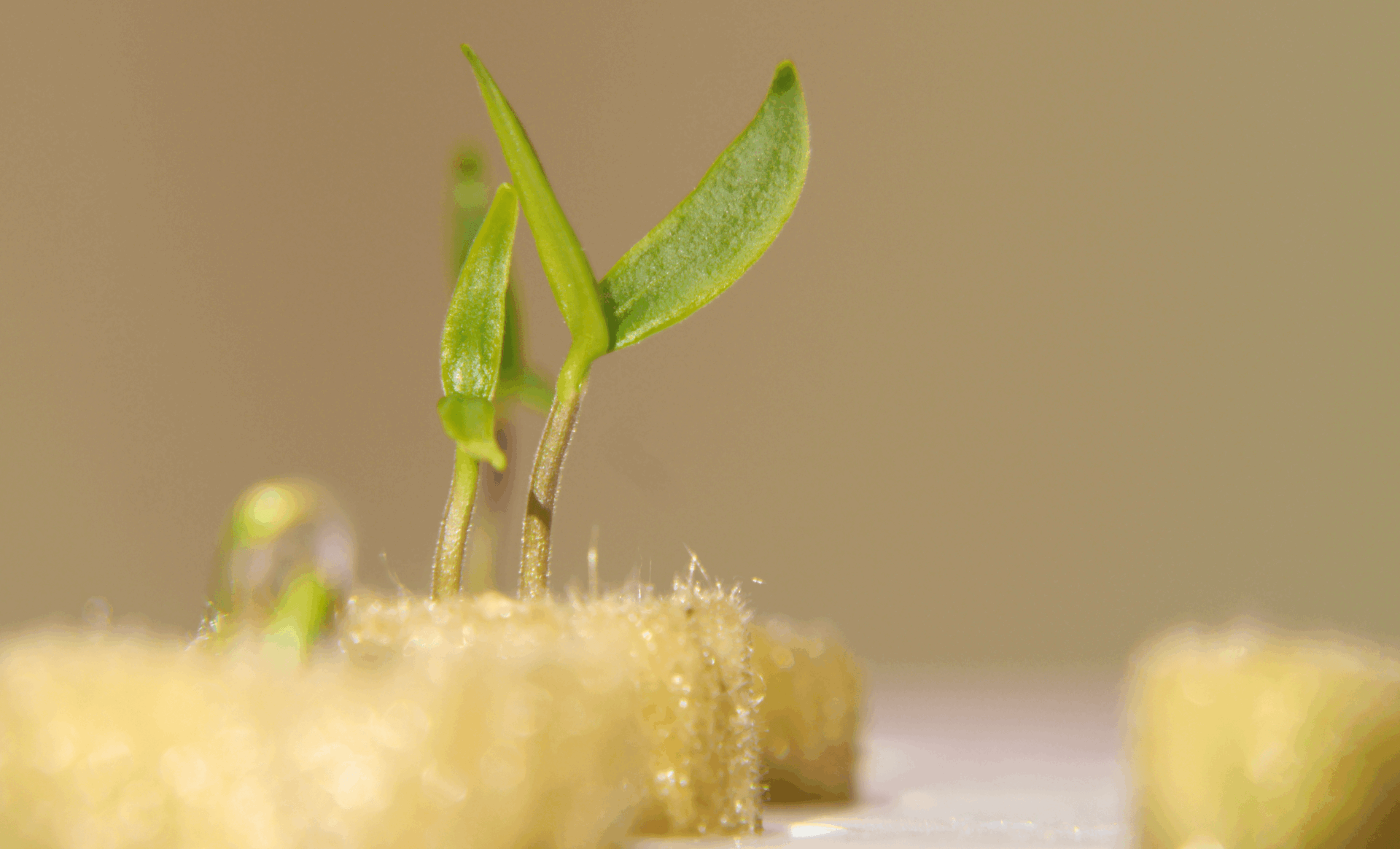 How to germinate a seed in hydroponics