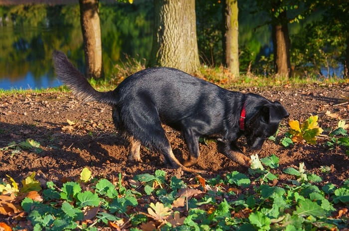 Organic Materials: Can Meats Be Composted?