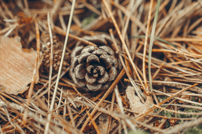 Are Pine Needles Good for Compost?