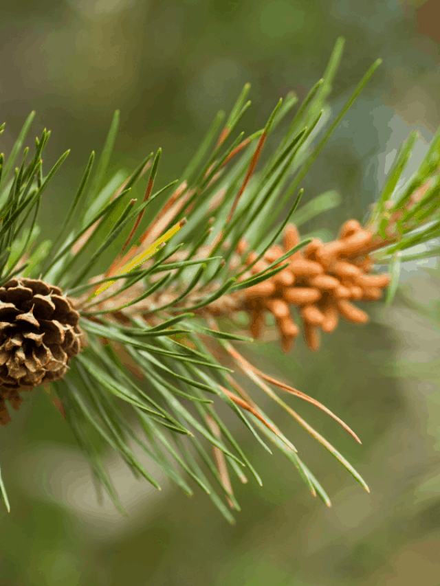 are-pine-needles-good-for-compost-grower-today