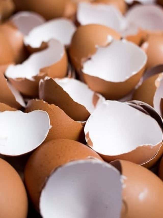 How Can You Compost Egg Shells? Grower Today