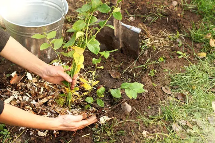 How to Add Compost to Existing Plant