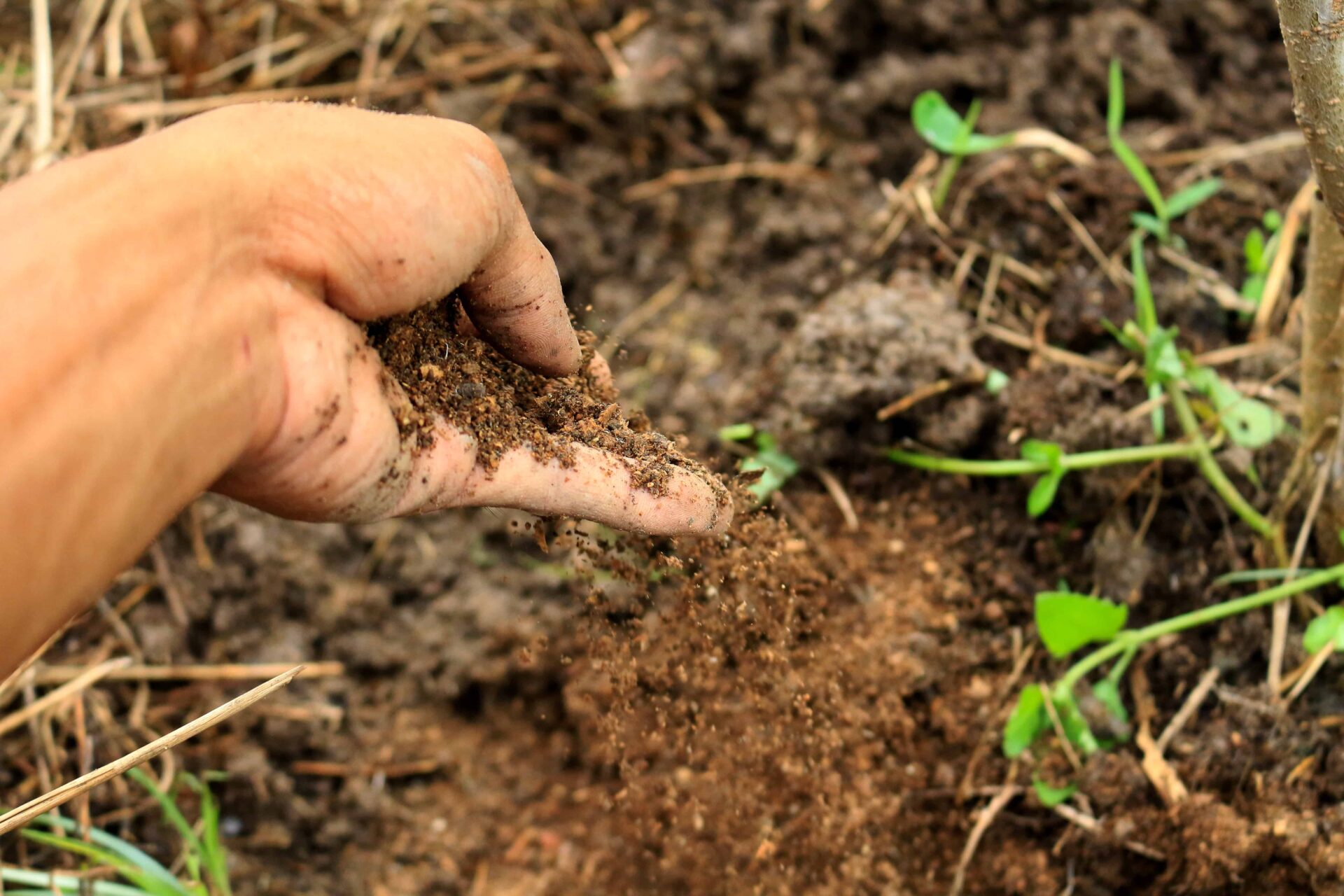 How to Add Compost to Existing Plant