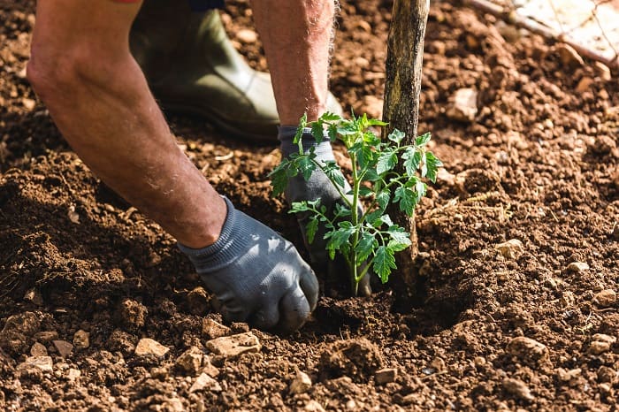 Is Mushroom Compost Good for a Vegetable Garden?