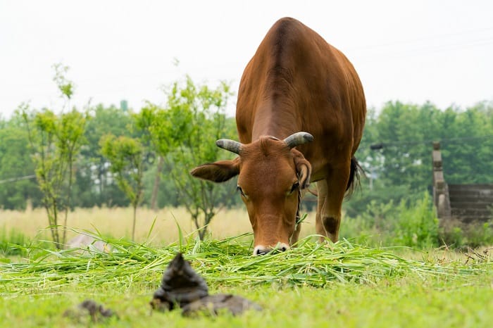 Mushroom Compost or Cow Manure: Which is Better for Your Soil?