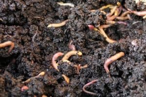 Disadvantages Worm Castings: Uses, Benefits And Drawbacks - Grower Today