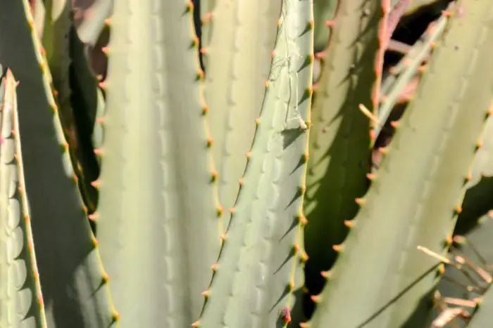 How Do You Water Aloe Vera Appropriately?
