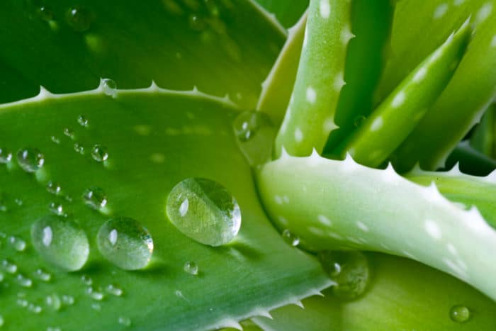 How Do You Water Aloe Vera Appropriately?