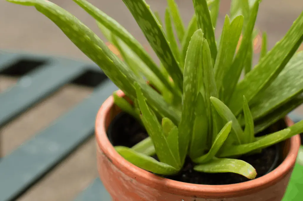 How often are you supposed to water aloe vera plants Idea