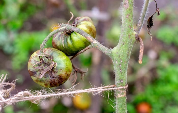 How to Fix Blossom End Rot On your Tomatoes