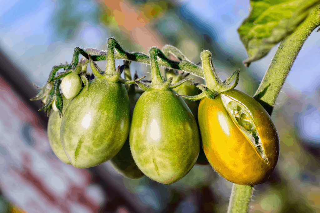 How To Fix Blossom End Rot On Your Tomatoes - Grower Today