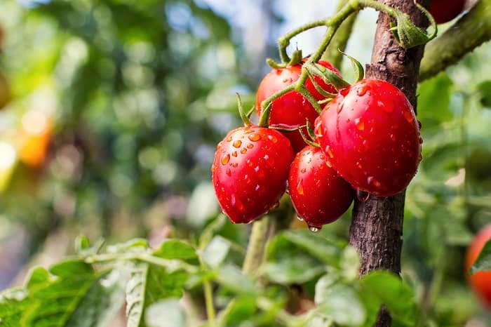 How to Fix Blossom End Rot On your Tomatoes?