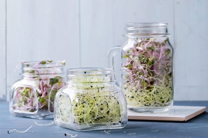 How to Grow Alfalfa Sprouts?