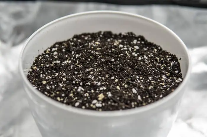 How to Make the Best Premade Super Soil like Magic