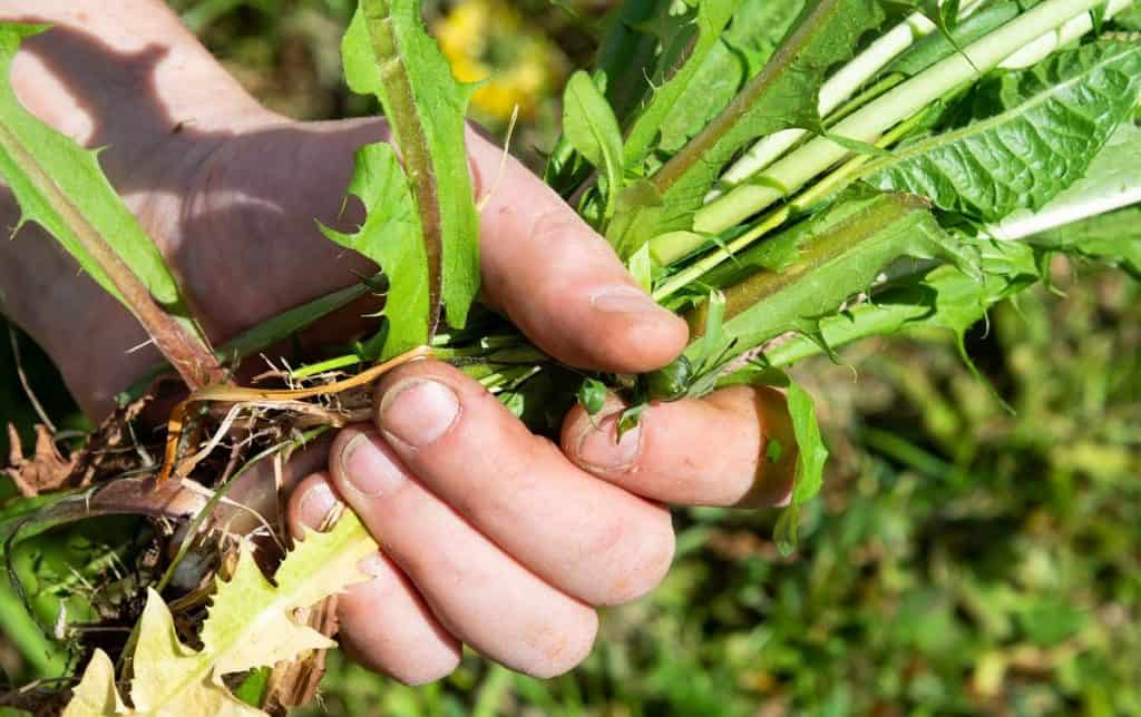 Can You Compost Weeds? The Challenge Of Successfully Composting Them Grower Today