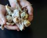 can you compost chicken bones