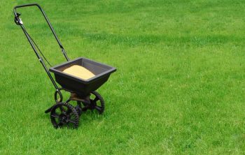 Is Purely Organic Lawn Food the Best Lawn Fertilizer