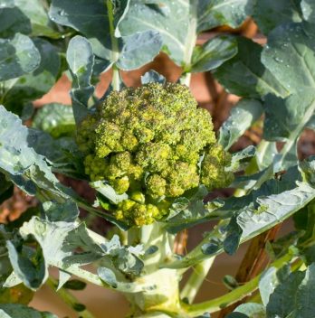 The step by step process of growing brocolli from seed