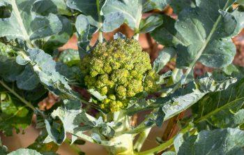 The step by step process of growing brocolli from seed