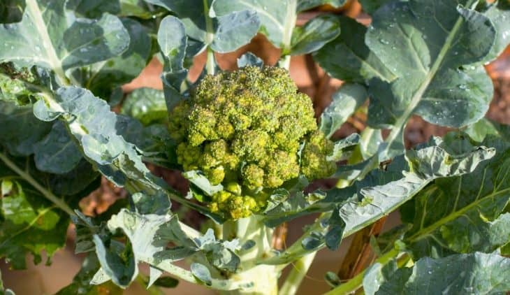 The step by step process of growing brocolli from seed