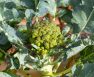 The step by step process of growing brocolli from seed