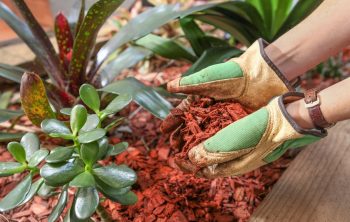 What are the Cedar Mulch Pros and cons?