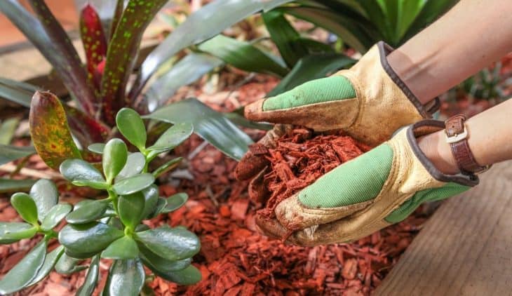 What are the Cedar Mulch Pros and cons?