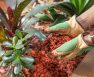 What are the Cedar Mulch Pros and cons?