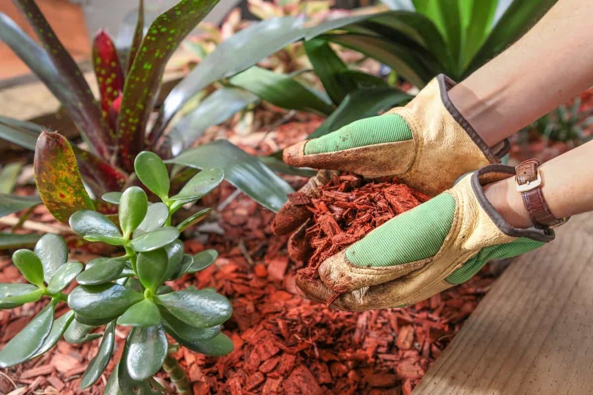 What are the Cedar Mulch Pros and cons?