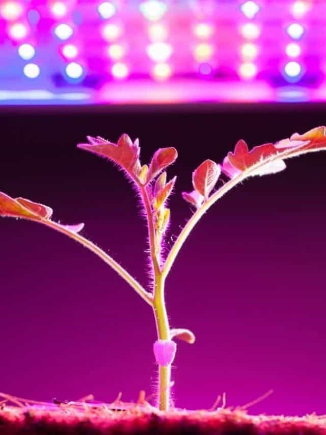 cropped-A-List-Of-Quality-But-Cheapest-LED-Grow-Lights-Online.jpg
