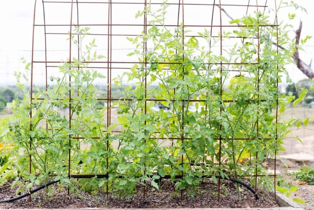 5 DIY Tomato Trellis Design Ideas to Borrow