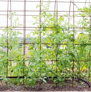 5 DIY Tomato Trellis Design Ideas to Borrow