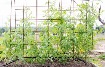 5 DIY Tomato Trellis Design Ideas to Borrow