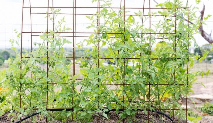 5 DIY Tomato Trellis Design Ideas to Borrow