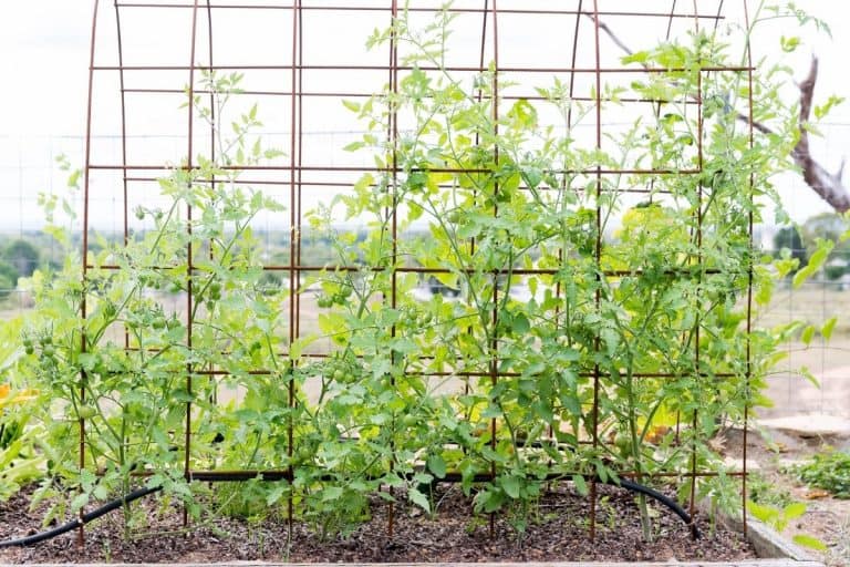 5 DIY Tomato Trellis Design Ideas To Borrow - Grower Today