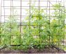 5 DIY Tomato Trellis Design Ideas to Borrow