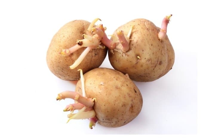 How To Sprout Potatoes Before Planting Them Grower Today