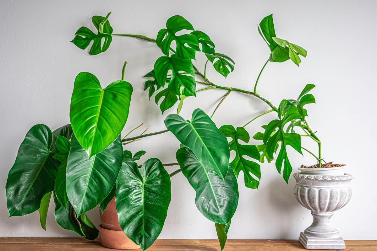 A Guide on How to Care for rhaphidophora tetrasperma