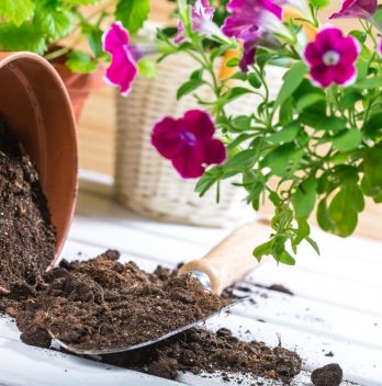 A Step By Step Guide On How To Sterilize Potting Soil