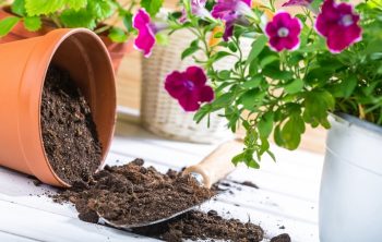 A Step By Step Guide On How To Sterilize Potting Soil