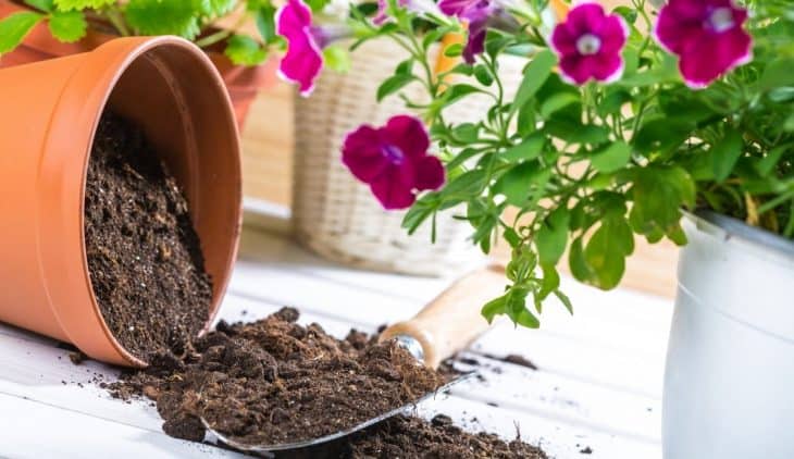 A Step By Step Guide On How To Sterilize Potting Soil