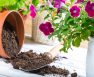 A Step By Step Guide On How To Sterilize Potting Soil