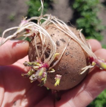 How to sprout potatoes Before Planting Them